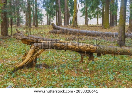 Low-angle view of fallen tree trunk propped on decayed root and resting across grassy forest floor covered with fresh green groundcover, surrounded by standing