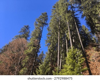 Low-angle view from the forest floor looking up at towering evergreen pines and firs against a deep cloudless blue sky.