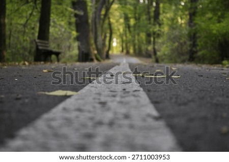 Low-angle view of a forest path with a white center line, surrounded by green trees and scattered leaves. Peaceful woodland atmosphere with soft natural light.