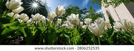 A low-angle view of a garden bed filled with white tulips, their petals open to the sun. Green leaves and stems are visible, with a bright sunburst in the upper left corner and a blue sky above.
