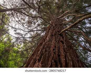 Low-angle view of a giant sequoia (Sequoiadendron giganteum) in the historic Štós Spa park, Slovakia. Monumental conifer planted around 1935, admired for its massive trunk and towering height.