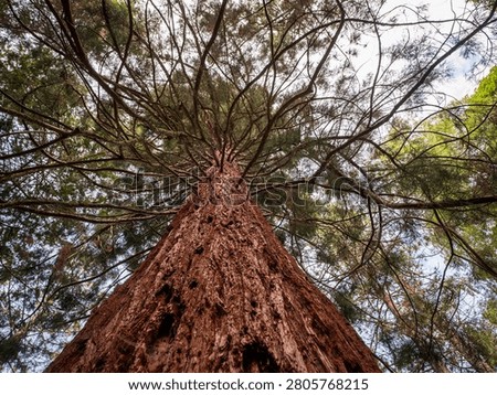 Low-angle view of a giant sequoia (Sequoiadendron giganteum) in the historic Štós Spa park, Slovakia. Monumental conifer planted around 1935, admired for its massive trunk and towering height.