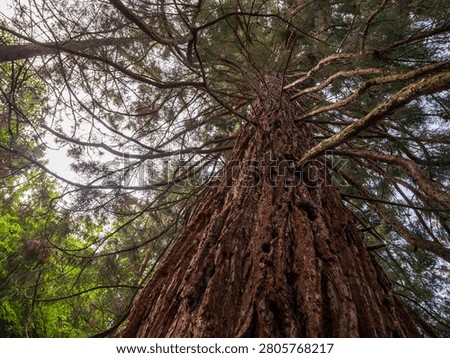 Low-angle view of a giant sequoia (Sequoiadendron giganteum) in the historic Štós Spa park, Slovakia. Monumental conifer planted around 1935, admired for its massive trunk and towering height.