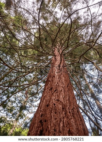 Low-angle view of a giant sequoia (Sequoiadendron giganteum) in the historic Štós Spa park, Slovakia. Monumental conifer planted around 1935, admired for its massive trunk and towering height.