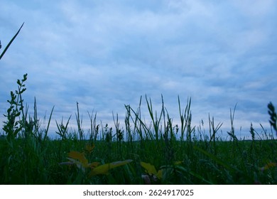 Low-angle view of grass under a dramatic cloudy evening sky.
