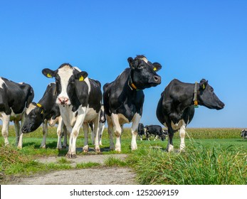 Low-angle view of a group of sister cows standing side by side on the grass and a concrete path, each looking into a different direction, and a blue sky.