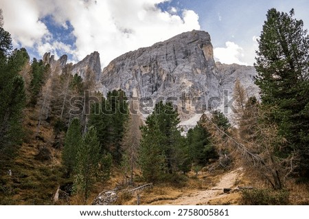 Low-angle view of the imposing Sass de Putia. The path winds through pines and larches with autumn colors, beneath vertical limestone walls in a wild and majestic alpine atmosphere in South Tyrol, Italy.