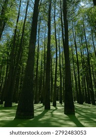 A low-angle view inside a flooded cypress forest looking upward along the full height of densely packed tree trunks. The straight, dark trunks rise vertically from a duckweed-covered surface and extend toward a bright, open canopy of feathery green foliage and patches of vivid blue sky. Long diagonal shadows stretch across the lime-green aquatic floor, emphasizing both depth and the towering scale of the trees. The composition conveys a sense of standing inside a vast natural cathedral, with the sky appearing almost unreachable through the layered canopy above.