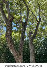A low-angle view of a large mature tree with a multi-stemmed trunk, deeply fissured grey-brown bark, and a dense canopy of lush green leaves against a bright blue sky.