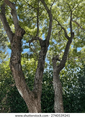 A low-angle view of a large mature tree with a multi-stemmed trunk, deeply fissured grey-brown bark, and a dense canopy of lush green leaves against a bright blue sky.