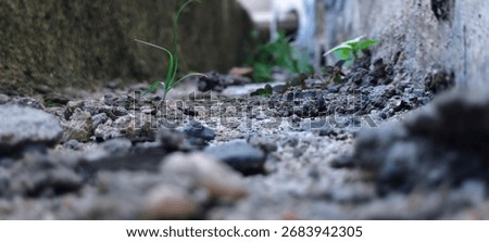 A low-angle view of life emerging between concrete edges—gravel, soil, and green sprouts reveal resilience in forgotten urban corners.