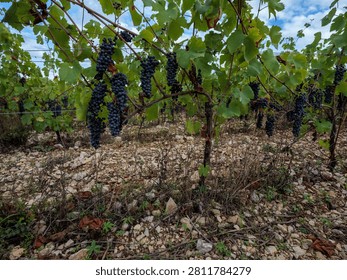 Low-angle view of likely Malbec grape clusters in a French vineyard, naturally lit above rocky limestone soil near harvest time.