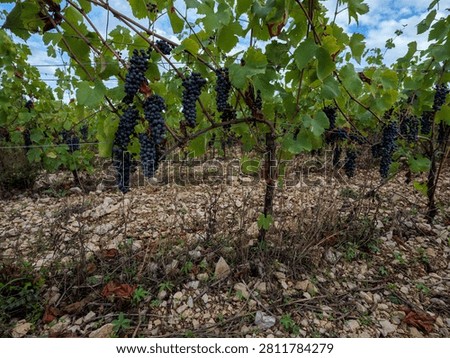 Low-angle view of likely Malbec grape clusters in a French vineyard, naturally lit above rocky limestone soil near harvest time.