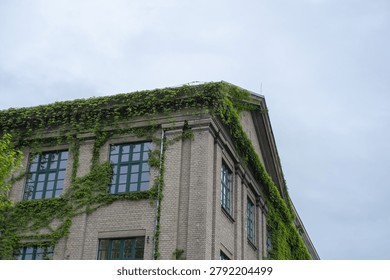A low-angle view looking up at the corner of a classic beige brick building, highlighting dark green windows and thick green vines climbing towards the roofline against a pale sky.