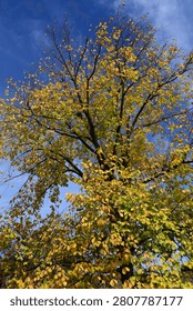 Low-angle view looking up into a vibrant yellow and green autumn tree canopy against a clear blue sky.