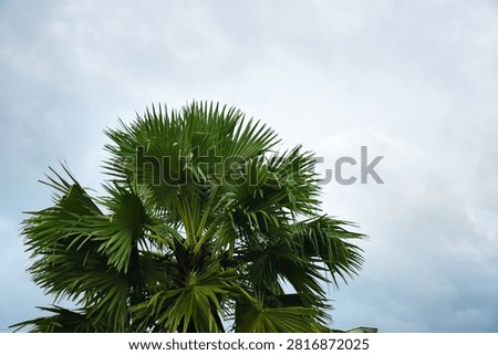 A low-angle view looking up at the lush green crown of an Asian palmyra palm tree (Borassus flabellifer) showcasing its distinct fan-shaped fronds against a cloudy, dramatic monsoon sky.