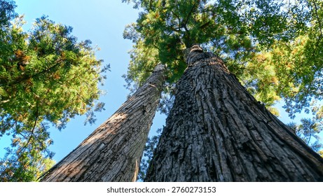 Low-angle view looking up at the massive trunks of ancient cedar trees reaching toward a clear blue sky