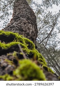 A low-angle view looking up a pine tree trunk covered in bright green moss against a misty forest canopy. Creative vertical perspective of tall trees in moody weather conditions.