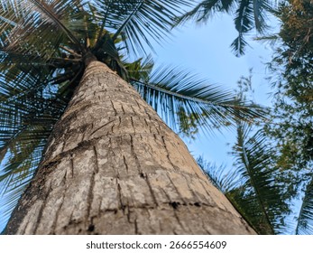 ​A low-angle view looking up a tall coconut tree trunk. The rugged texture of the trunk leads the eye towards the spiky fronds against a clear, blue sky. #CoconutTree #Tropical #LowAngle #PalmTree #Na