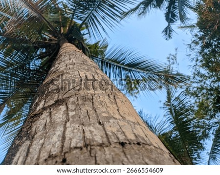 ​A low-angle view looking up a tall coconut tree trunk. The rugged texture of the trunk leads the eye towards the spiky fronds against a clear, blue sky. #CoconutTree #Tropical #LowAngle #PalmTree #Na