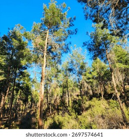 Low-angle view looking up at tall pine trees in a vibrant forest against a brilliantly clear blue sky. Symbolizing growth and vital ecology