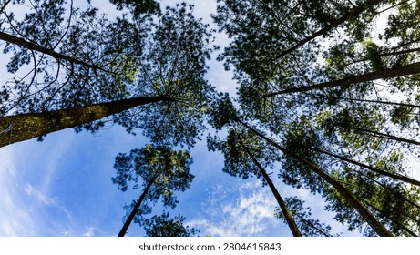 A low-angle view looking up at tall pine trees reaching toward a bright blue sky with scattered white clouds. The towering evergreen forest creates a striking natural pattern, making this image ideal for themes related to nature, forests, outdoor adventures, environmental conservation, travel, relaxation, and sustainable living.