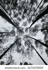 a low-angle view looking up through a canopy of tall