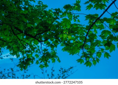 Low-angle view looking up through fresh green maple tree branches and leaves against a vivid bright blue sky in spring, vibrant natural canopy.