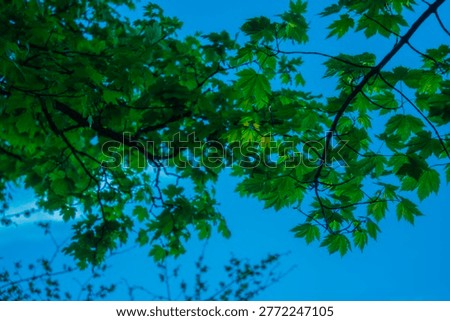 Low-angle view looking up through fresh green maple tree branches and leaves against a vivid bright blue sky in spring, vibrant natural canopy.