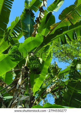 Low-angle view looking up at a vibrant green banana tree heavily laden with a large bunch of unripe, agricultural produce against a clear blue sky. The composition emphasizes the natural architecture of the tropical plant, showcasing broad, sun-drenched fronds and textured leaves with organic tears. Dynamic sunlight filters through the canopy, creating a play of deep shadows and bright highlights that emphasize the ribbed textures of the foliage. The background features delicate silhouettes of distant forest trees under a bright daytime sky, capturing an authentic rural plantation or backyard garden scene in a warm, equatorial climate.