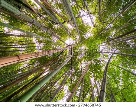 Lowangle view of a lush bamboo forest canopy reaching for the sky. A serene symbol of growth and zen tranquility, ideal for wellness, travel, and environmental designs.