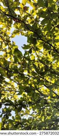 Low-angle view of lush green tree leaves illuminated by bright sunlight against a clear blue sky. The natural canopy creates a fresh, vibrant atmosphere with soft shadows and glowing highlights. Perfect for themes of nature, tranquility, environment, growth, and outdoor serenity.