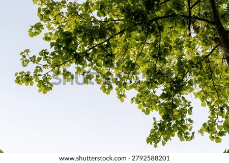 A low-angle view of lush green tree branches with vibrant, sun-drenched leaves reaching out against a bright, clear sky, capturing the essence of nature.