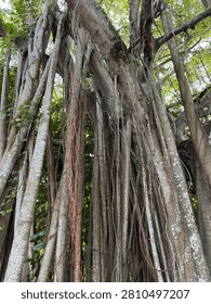 Low-angle view of a massive banyan tree with long aerial roots in a tropical forest. Natural green environment with dense foliage and intricate root structure.
