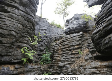 A low-angle view of massive, dark grey sedimentary rock formations with distinct horizontal layers. Small green plants and vines cling to the eroded stone surfaces.