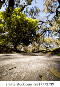 A low-angle view of a paved path winding through a sun-dappled forest of live oaks adorned with Spanish moss