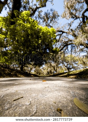 A low-angle view of a paved path winding through a sun-dappled forest of live oaks adorned with Spanish moss