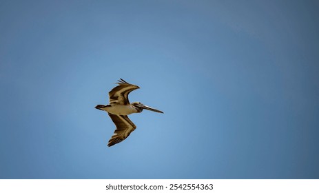 The low-angle view of a pelican bird flying in the blue sky on a sunny day - Powered by Shutterstock