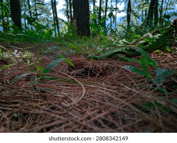 Low-angle view of a pine forest floor covered in dry needles and a pine cone, showcasing natural textures and lush greenery in a serene woodland setting.