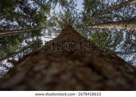 A low-angle view of a pine tree in the forest