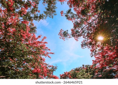 Low-angle view of red flame tree forming a flower frame in tropical forest, with sunlight starburst through petals. Clear blue sky background, vibrant and eco-friendly. - Powered by Shutterstock - Get 15% off with code: PIKWIZARD15