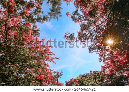 Low-angle view of red flame tree forming a flower frame in tropical forest, with sunlight starburst through petals. Clear blue sky background, vibrant and eco-friendly.