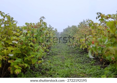 A low-angle view of rows of raspberry bushes disappearing into a thick morning fog at dawn. Green grass between the rows and moisture from the dew create an atmosphere of freshness and tranquility on an agricultural farm on a gloomy autumn morning.