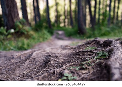 Low-angle view of a rugged forest path with visible roots and earthy textures, surrounded by tall trees. This nature scene captures the essence of wilderness exploration.