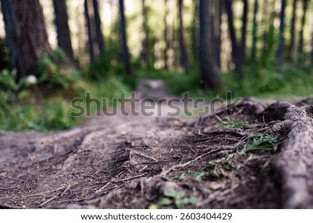 Low-angle view of a rugged forest path with visible roots and earthy textures, surrounded by tall trees. This nature scene captures the essence of wilderness exploration.