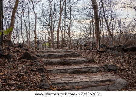 Low-angle view of a rustic stone staircase leading through a dry deciduous forest