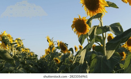 A low-angle view of a sprawling field filled with bright yellow sunflowers reaching towards the sky on a warm summer afternoon