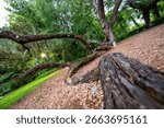 Low-angle view of a sprawling twisted oak tree in a Florida park with sun rays peeking through the branches. Natural texture and unique perspective ideal for nature or landscape use.