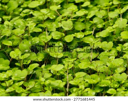 Lowangle view of sprouting cloverlike leaves blanketing soil, young stems and tender green tones suggestive
