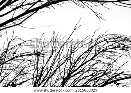 Low-angle view of stark, bare tree branches silhouette-style against a bright white overcast sky.